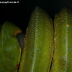 MHäutungsprobleme, Morelia viridis, Grüner Baumpython, Chondropython