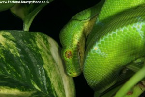 MHäutungsprobleme, Morelia viridis, Grüner Baumpython, Chondropython