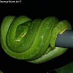 Knickschwanz, Dislokation, Wirbelsäule, Morelia viridis, Grüner Baumpython, Chondropython,