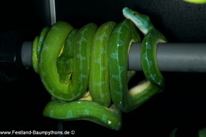 Knickschwanz, Dislokation, Wirbelsäule, Morelia viridis, Grüner Baumpython, Chondropython,