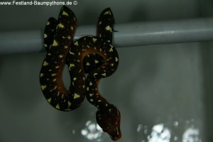 Knickschwanz, Dislokation, Wirbelsäule, Morelia viridis, Grüner Baumpython, Chondropython,