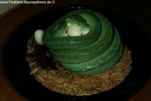 Knickschwanz, Dislokation, Wirbelsäule, Morelia viridis, Grüner Baumpython, Chondropython,