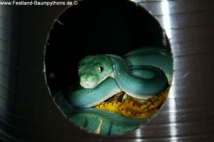Knickschwanz, Morelia viridis, Grüner Baumpython, Chondropython,