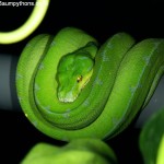 Knickschwanz, Morelia viridis, Grüner Baumpython, Chondropython,