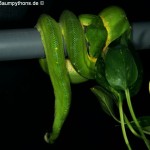 Knickschwanz, Dislokation, Wirbelsäule, Morelia viridis, Grüner Baumpython, Chondropython,