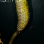 Knickschwanz, Dislokation, Wirbelsäule, Morelia viridis, Grüner Baumpython, Chondropython,