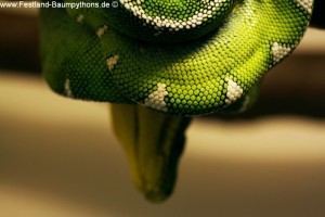 Knickschwanz, Morelia viridis, Grüner Baumpython, Chondropython,
