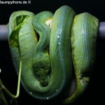 Knickschwanz, Dislokation, Wirbelsäule, Morelia viridis, Grüner Baumpython, Chondropython,