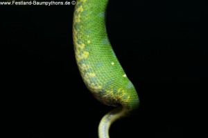 Knickschwanz, Dislokation, Wirbelsäule, Morelia viridis, Grüner Baumpython, Chondropython,