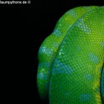 Knickschwanz, Dislokation, Wirbelsäule, Morelia viridis, Grüner Baumpython, Chondropython,