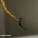Knickschwanz, Dislokation, Wirbelsäule, Morelia viridis, Grüner Baumpython, Chondropython,
