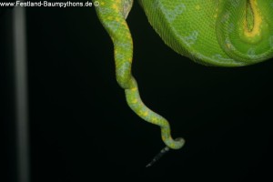Knickschwanz, Dislokation, Wirbelsäule, Morelia viridis, Grüner Baumpython, Chondropython,