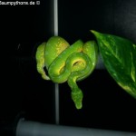 Knickschwanz, Dislokation, Wirbelsäule, Morelia viridis, Grüner Baumpython, Chondropython,