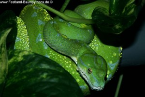 Knickschwanz, Morelia viridis, Grüner Baumpython, Chondropython,