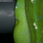 Knickschwanz, Dislokation, Wirbelsäule, Morelia viridis, Grüner Baumpython, Chondropython,