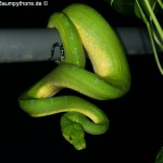 Knickschwanz, Dislokation, Wirbelsäule, Morelia viridis, Grüner Baumpython, Chondropython,