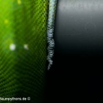 Knickschwanz, Dislokation, Wirbelsäule, Morelia viridis, Grüner Baumpython, Chondropython,