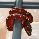 Rack, Morelia viridis, Grüner Baumpython