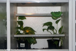 Terrarienanlage Morelia viridis, Grüner Baumpython, Chondropython