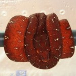 Rack, Morelia viridis, Grüner Baumpython