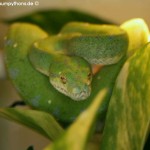 Terrarium, Terrarienanlage, Morelia viridis, Grüner Baumpython, Lauerstellung
