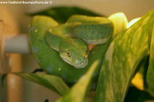 Terrarium, Terrarienanlage, Morelia viridis, Grüner Baumpython, Lauerstellung