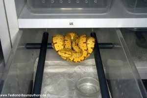 Rack, Morelia viridis, Grüner Baumpython