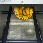 Racksytem Morelia viridis