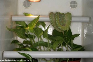 Terrarium, Terrarienanlage, Morelia viridis, Grüner Baumpython