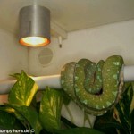 Beleuchtung, Terrarium, Terrarienanlage, Morelia viridis, Grüner Baumpython