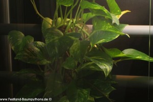 Terrarienanlage Morelia viridis, Grüner Baumpython, Chondropython