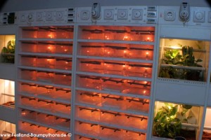 Rack, Morelia viridis, Grüner Baumpython