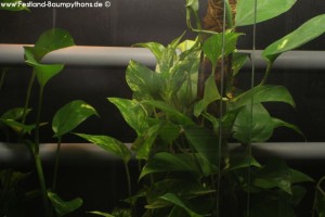 Terrarienanlage Morelia viridis, Grüner Baumpython, Chondropython