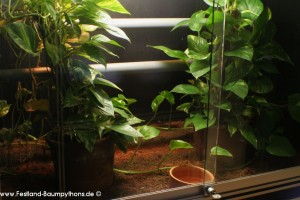 Terrarienanlage Morelia viridis, Grüner Baumpython, Chondropython
