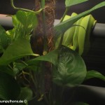 Terrarienanlage Morelia viridis, Grüner Baumpython, Chondropython