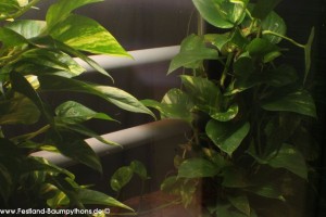 Terrarienanlage Morelia viridis, Grüner Baumpython, Chondropython