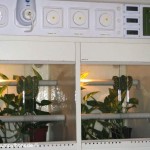 Terrarium, Terrarienanlage, Morelia viridis, Grüner Baumpython