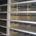 Rack, Morelia viridis, Grüner Baumpython