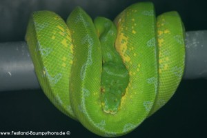 Terrarienanlage Morelia viridis, Grüner Baumpython, Chondropython