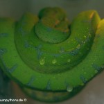 Terrarium, Terrarienanlage, Morelia viridis, Grüner Baumpython