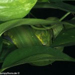 Terrarienanlage Morelia viridis, Grüner Baumpython, Chondropython