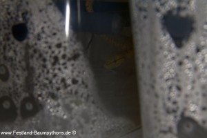 Rack, Morelia viridis, Grüner Baumpython