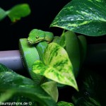 Terrarienanlage Morelia viridis, Grüner Baumpython, Chondropython