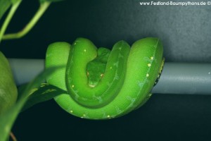 Morelia viridis, Grüner Baumpython, Chondropython