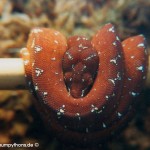 Zucht Morelia viridis , Grüner Baumpython, Chondropython