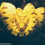 Zucht Morelia viridis , Grüner Baumpython, Chondropython