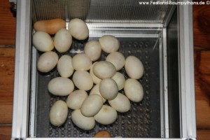 Zucht Morelia viridis , Grüner Baumpython, Chondropython
