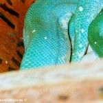Eiablage,Zucht Morelia viridis , Grüner Baumpython, Chondropython