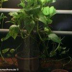 Zucht, Morelia viridis, Grüner Baumpython, Chondropython, 