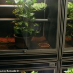 Zucht, Morelia viridis, Grüner Baumpython, Chondropython, 